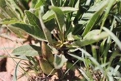 Brachystelma barberae