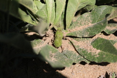 Brachystelma barberae