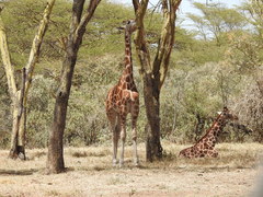 Giraffa camelopardalis rothschildi