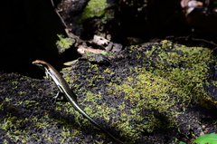 Copeoglossum nigropunctatum