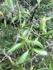 Coptosperma supra-axillare