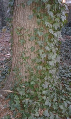 Hedera helix