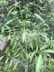 Coptosperma supra-axillare