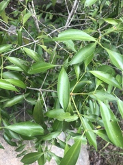 Coptosperma supra-axillare