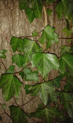 Hedera helix