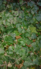 Hedera helix