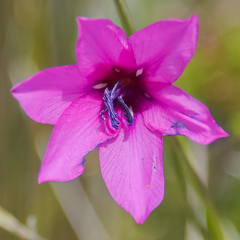 Dierama pauciflorum