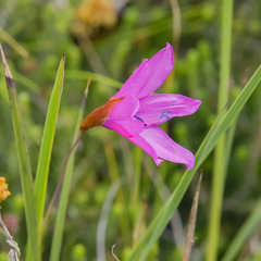 Dierama pauciflorum