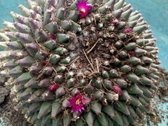 Mammillaria mystax
