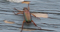 Dichelonyx subvittata