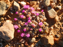 Gibbaeum nuciforme