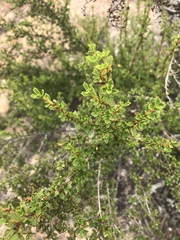 Myrothamnus flabellifolius