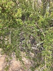 Myrothamnus flabellifolius