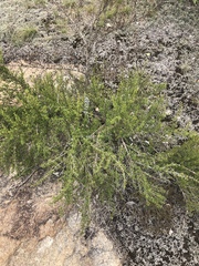 Myrothamnus flabellifolius