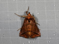 Pseudeva purpurigera