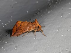 Pseudeva purpurigera