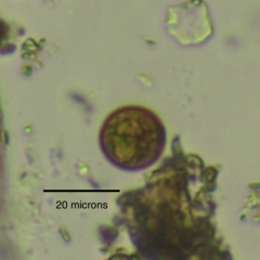 Trachelomonas volvocina