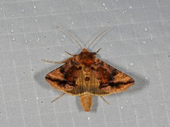 Autographa bimaculata