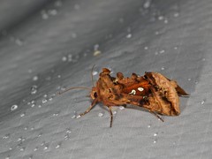 Autographa bimaculata