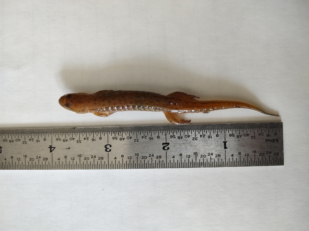 Lungless Salamanders from Bartlett, NH, USA on August 11, 2023 at 0941