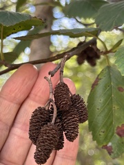 Alnus rubra