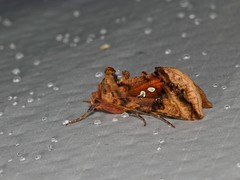 Autographa bimaculata