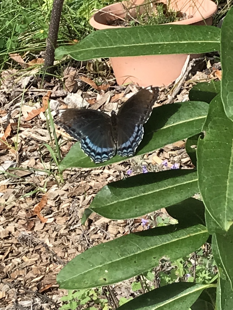 Redspotted Purple from Spruce St, Acton, MA, US on August 14, 2023 at