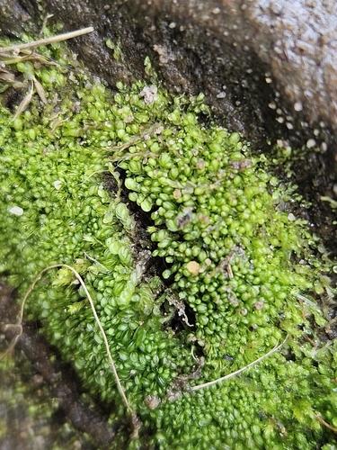 Image of Nardia scalaris by (c) Helen Waterman, some rights reserved (CC BY)