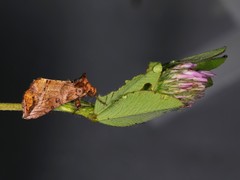 Pseudeva purpurigera