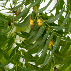 Azadirachta indica image