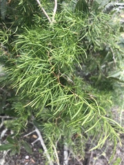 Asparagus angusticladus
