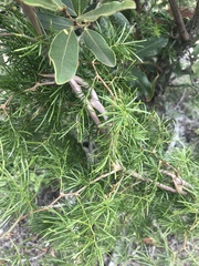 Asparagus angusticladus