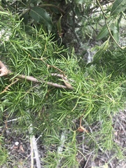 Asparagus angusticladus