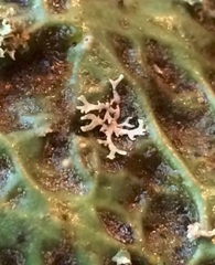 Hypogymnia lophyrea
