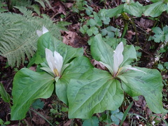 Trillium albidum