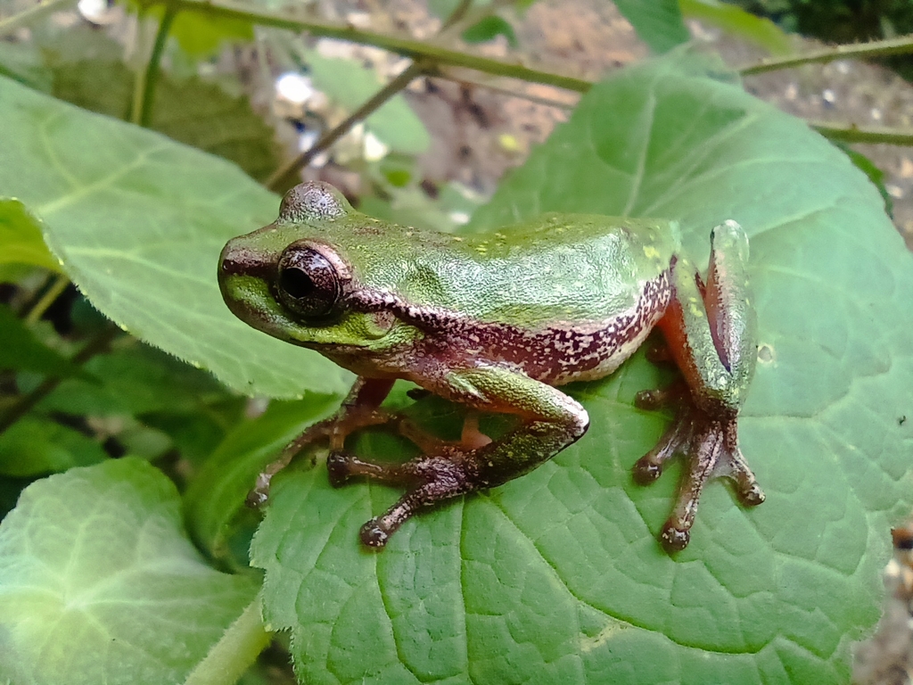 Hazel's Treefrog