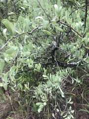 Gymnosporia glaucophylla