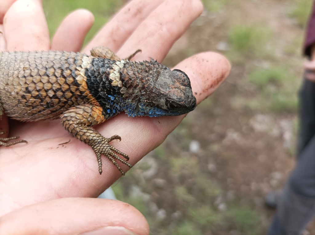 Eastern Cleft Spiny Lizard