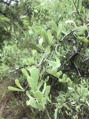 Gymnosporia glaucophylla