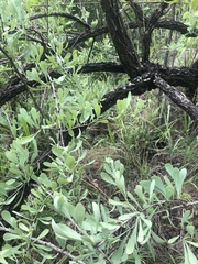 Gymnosporia glaucophylla