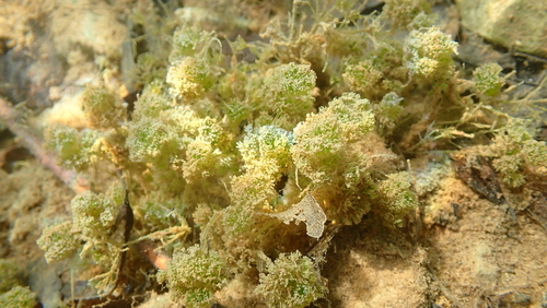 Image of Nitella hyalina by (c) Nicola Crockford, some rights reserved (CC BY)