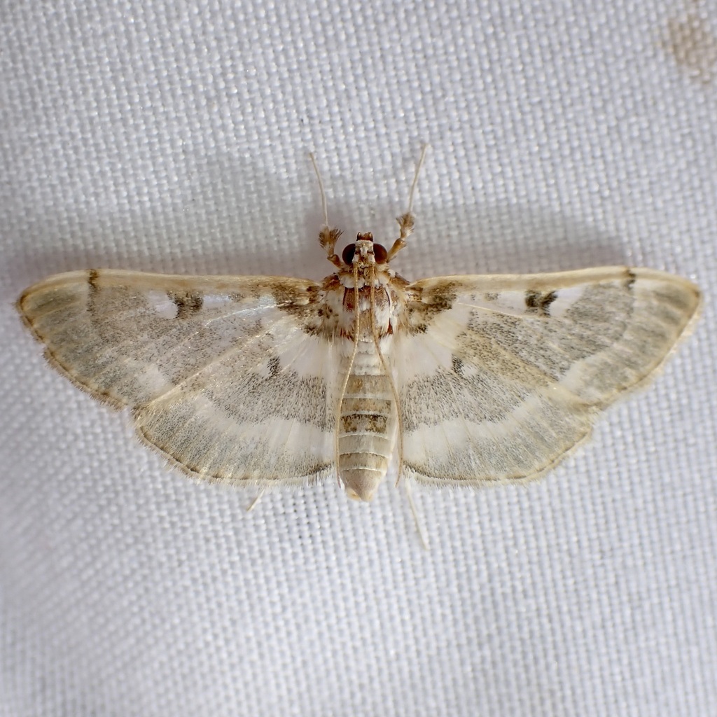 Apilocrocis Moth