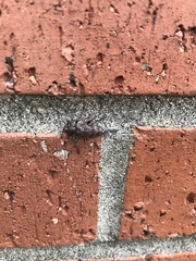 Acanthocinus obsoletus