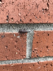 Acanthocinus obsoletus