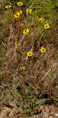 Coreopsis gladiata