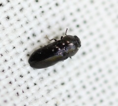 Mastogenius crenulatus