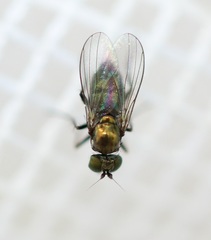 Diaphorinae