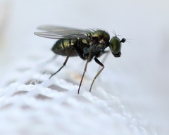 Diaphorinae