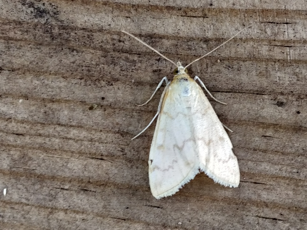 Hahncappsia pergilvalis