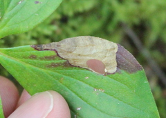 Antispila freemani